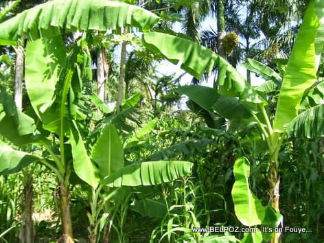 Plantation De Bananes Plantain Field Haiti Countryside Mauric Haiti